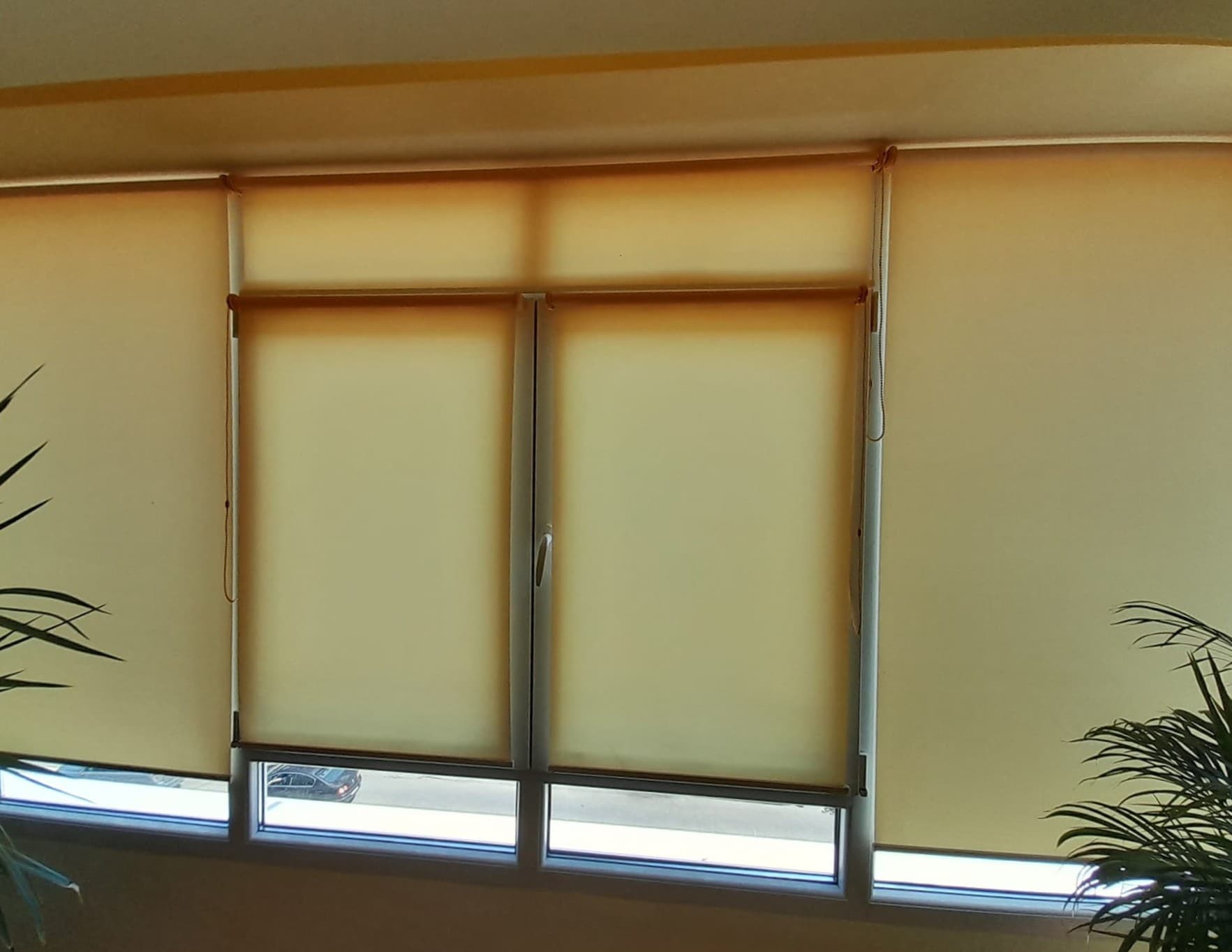 Galben Pai ED-001